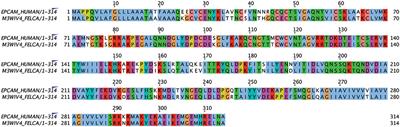 Detection of Epithelial Cell Adhesion Molecule in Feline Normal and Tumor Cell Lines and Tissues With Selected Commercial Anti-human EpCAM Antibodies